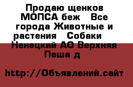 Продаю щенков МОПСА беж - Все города Животные и растения » Собаки   . Ненецкий АО,Верхняя Пеша д.